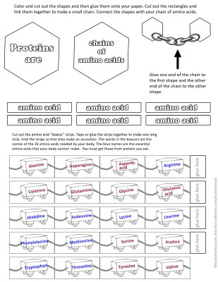 Amino Acids