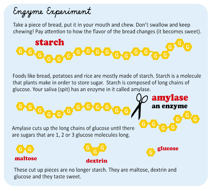 Enzyme infographic