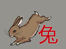 rabbit