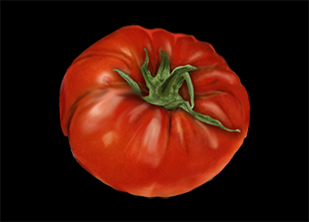 Tomato