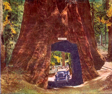 Big Trees Triangle Tours = Tour Sight no. 3